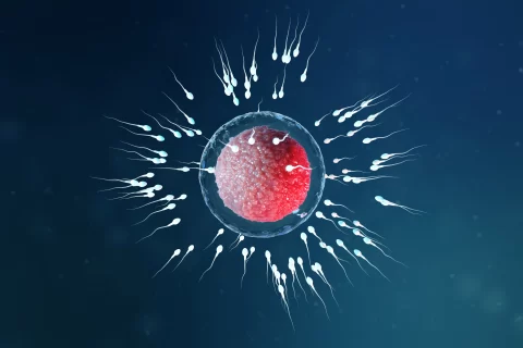 IVF With ICSI Treatment